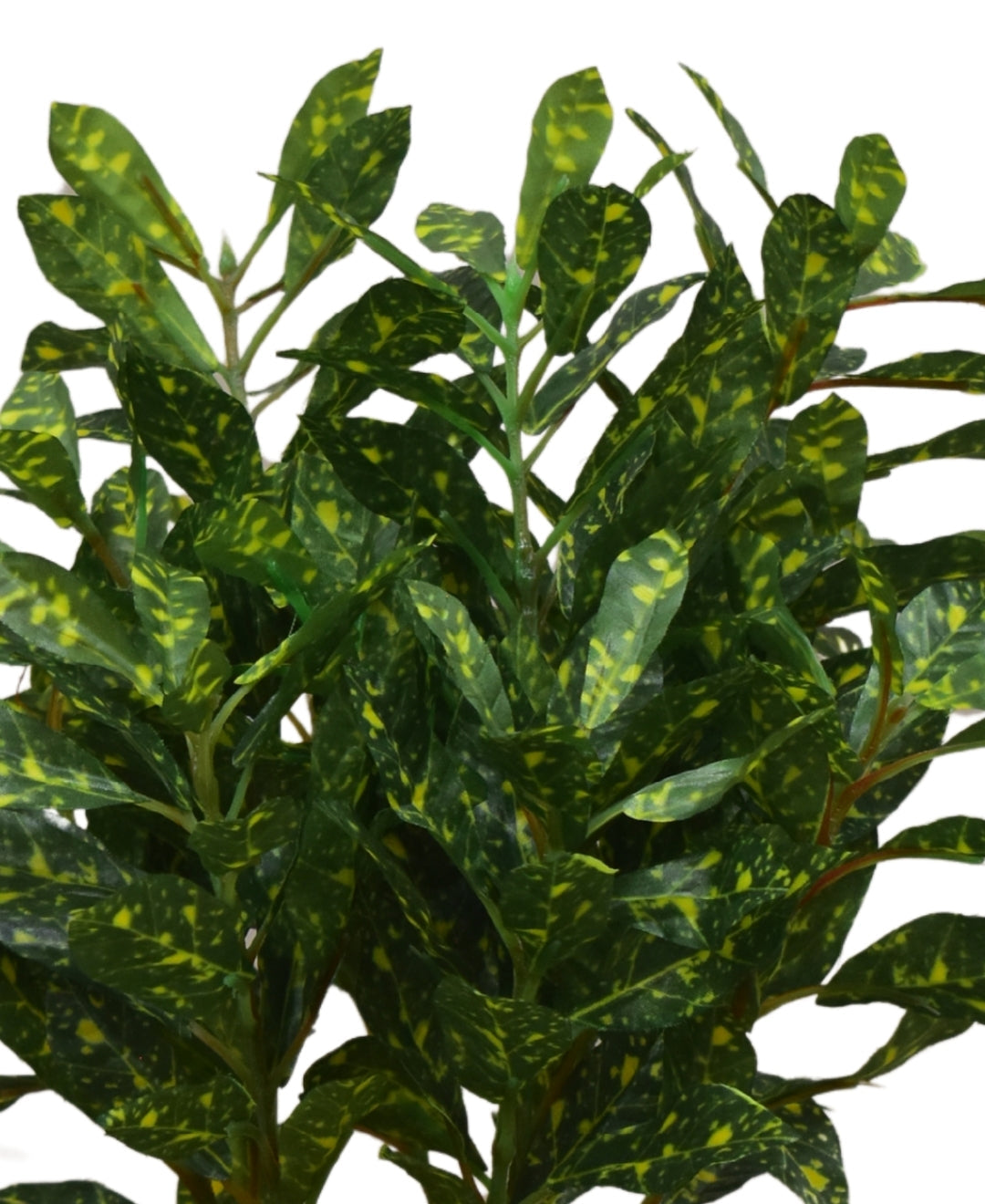 Colorful Croton Bonsai With Ceramic Base