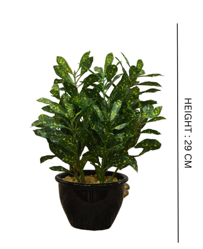 Colorful Croton Bonsai With Ceramic Base