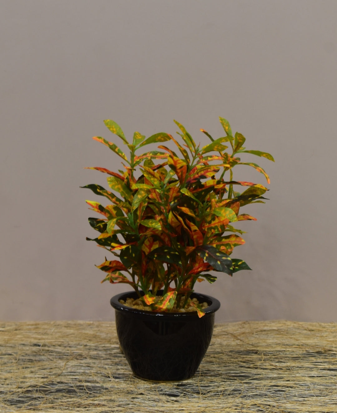 Colorful Croton Bonsai With Ceramic Base