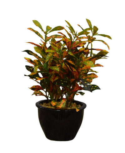 Colorful Croton Bonsai With Ceramic Base