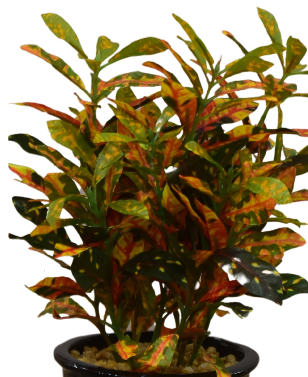 Colorful Croton Bonsai With Ceramic Base