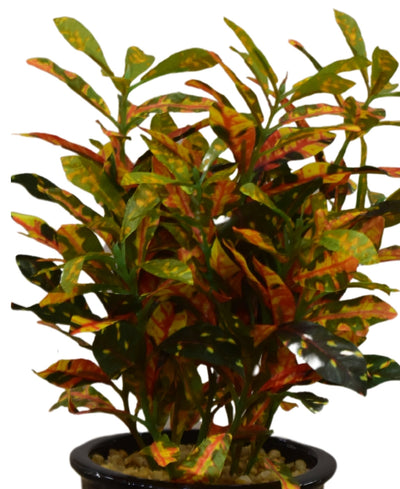 Colorful Croton Bonsai With Ceramic Base