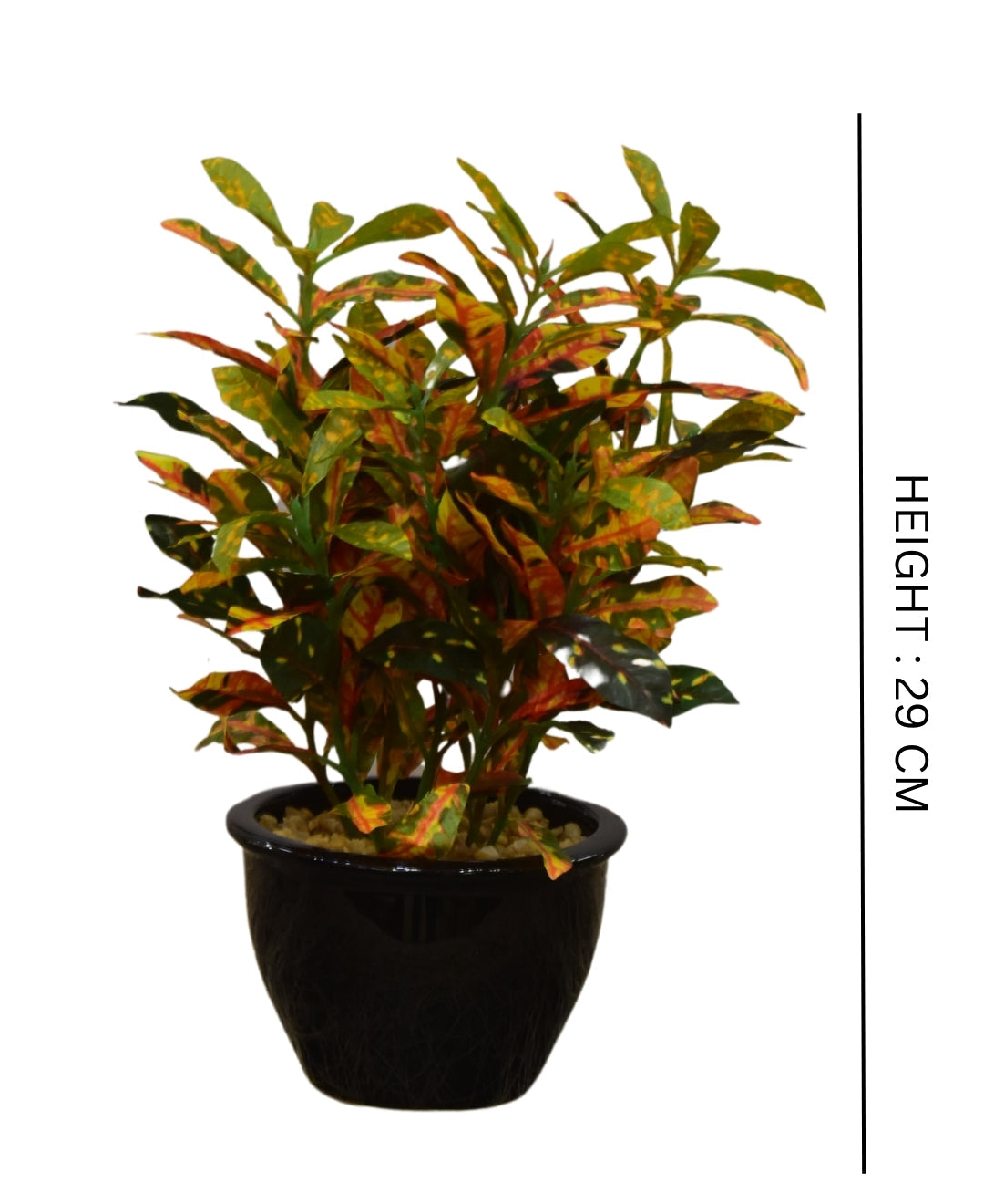 Colorful Croton Bonsai With Ceramic Base