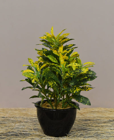 Colorful Croton Bonsai With Ceramic Base