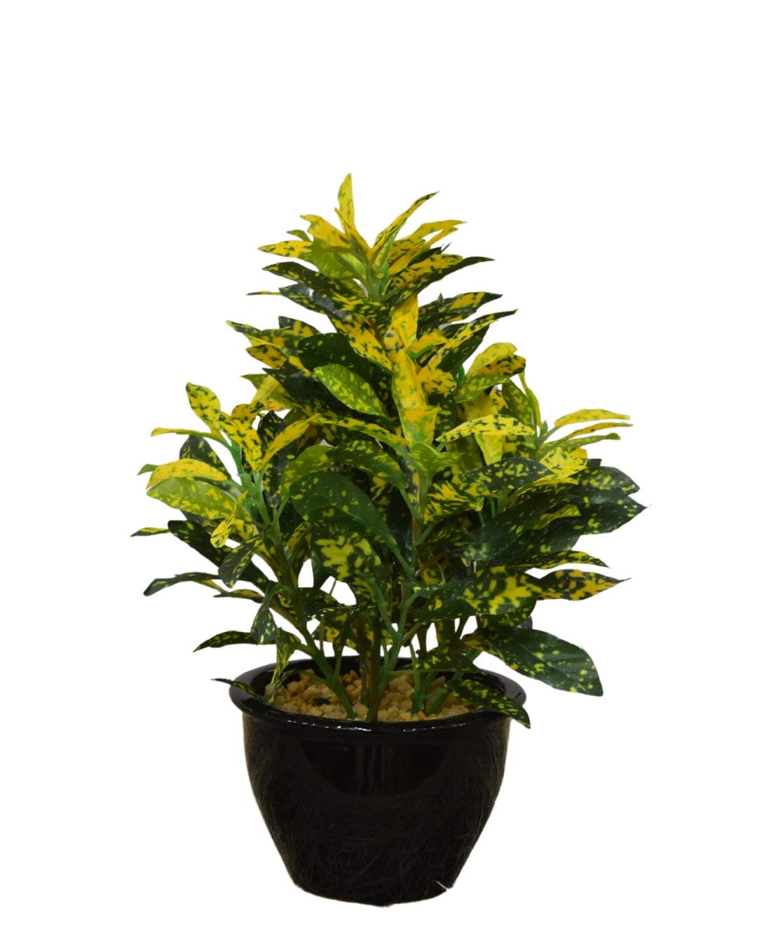 Colorful Croton Bonsai With Ceramic Base