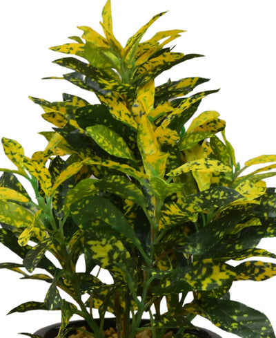Colorful Croton Bonsai With Ceramic Base