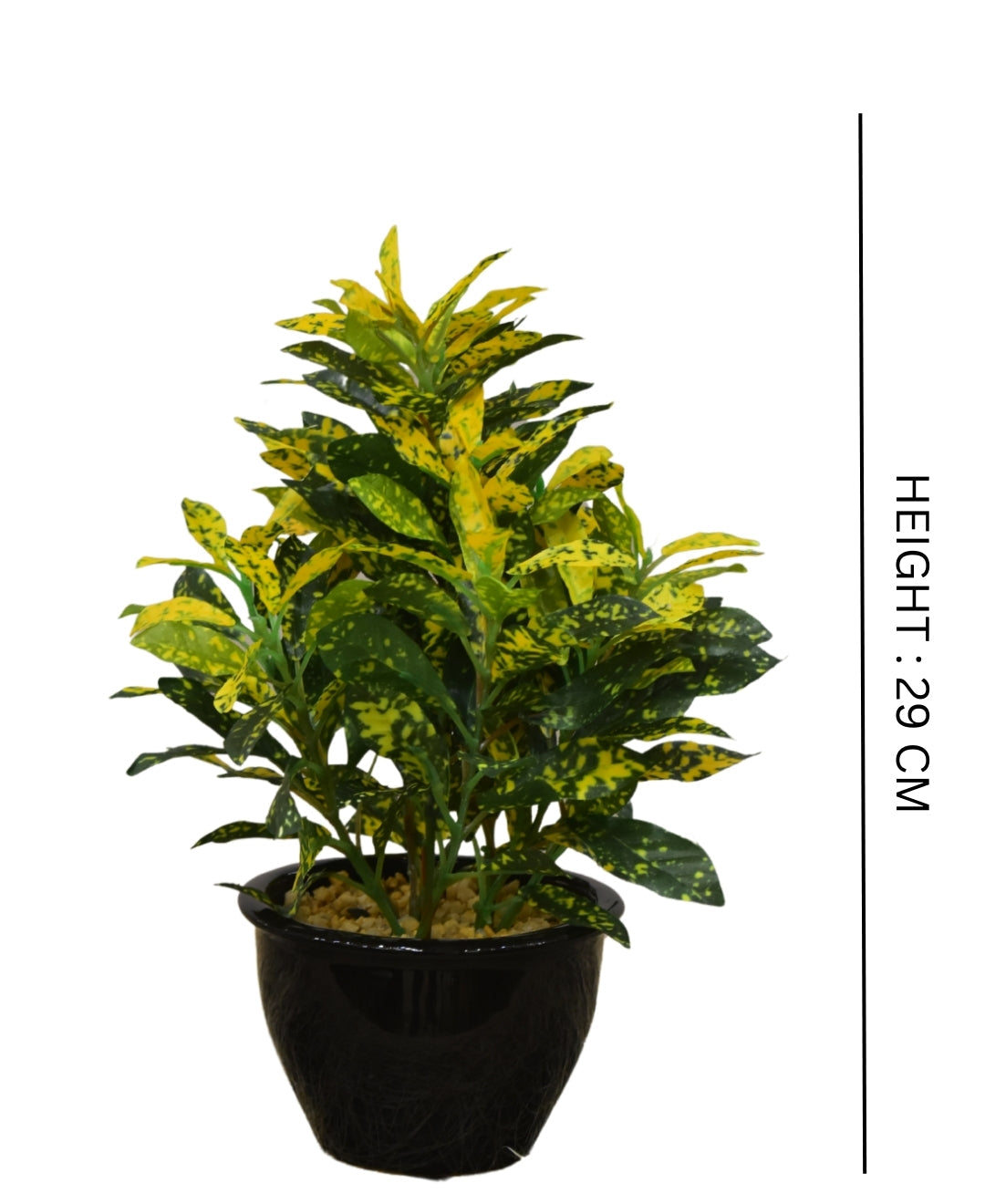 Colorful Croton Bonsai With Ceramic Base