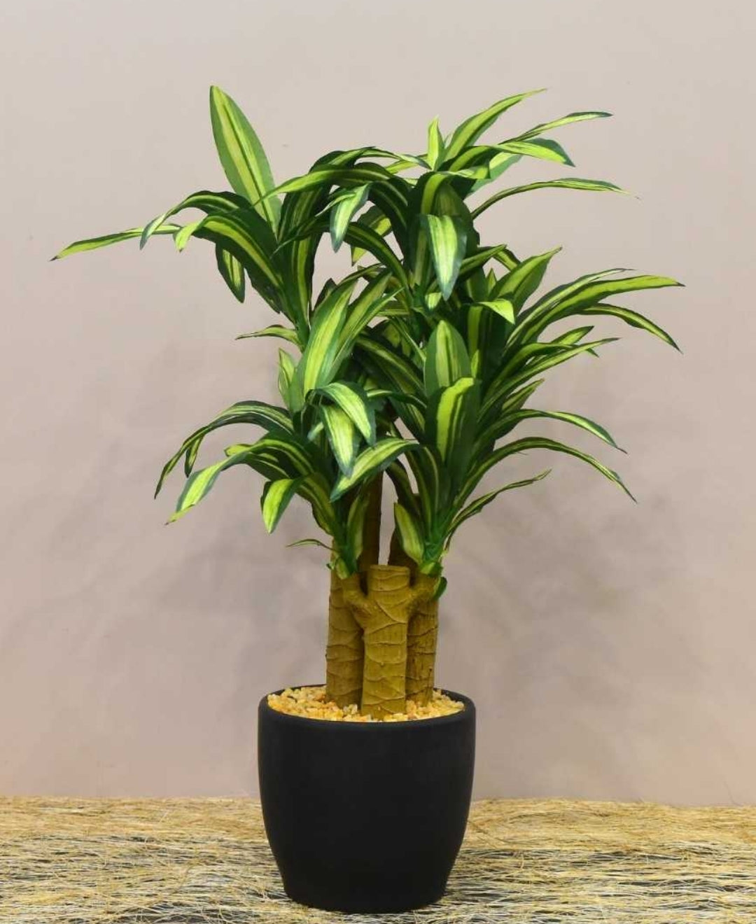 Radiant Yucca Tabletop Plant In Black Ceramic Pot