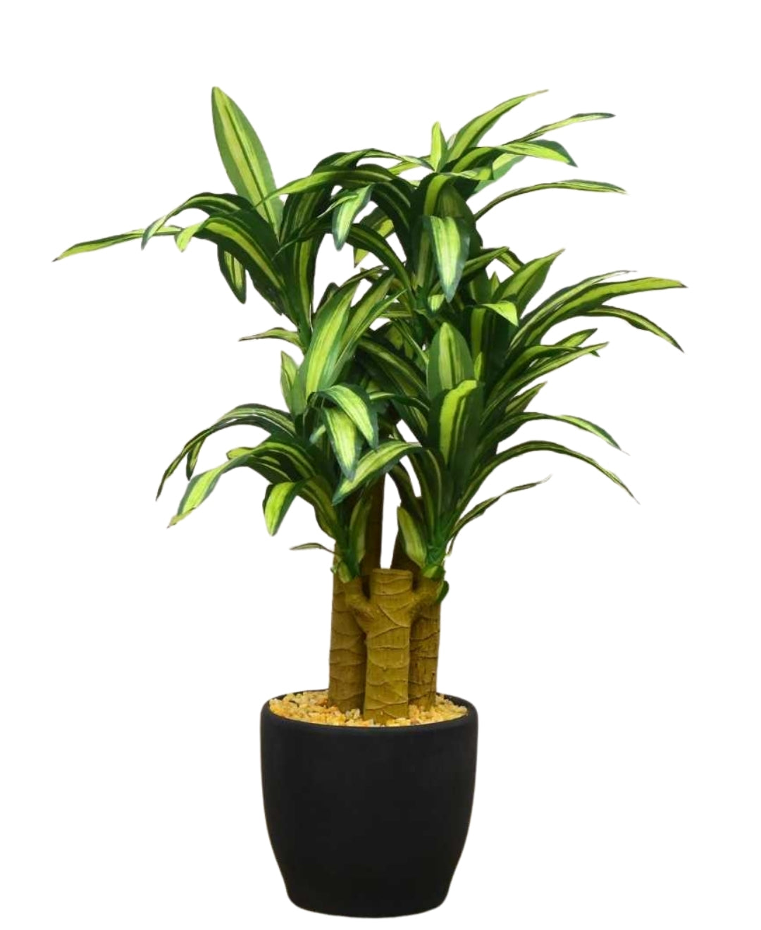 Radiant Yucca Tabletop Plant In Black Ceramic Pot
