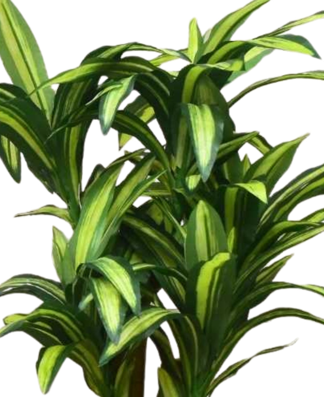 Radiant Yucca Tabletop Plant In Black Ceramic Pot