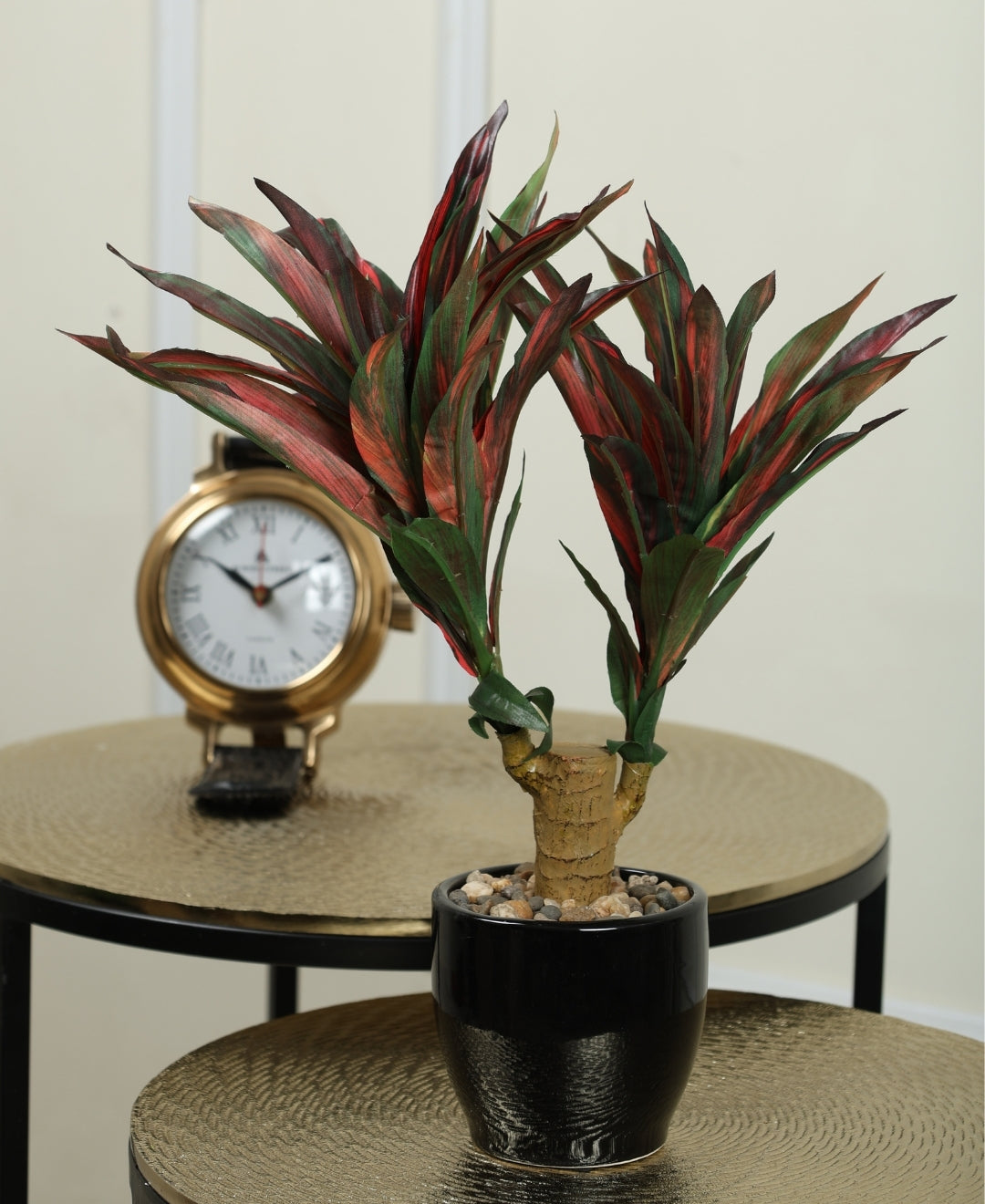 Regal Yucca Bonsai A Bold Statement In A Compact Size