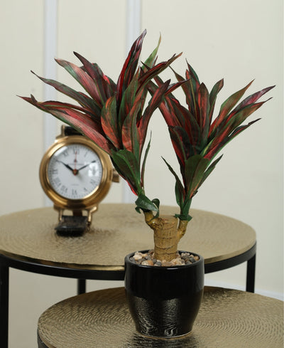 Regal Yucca Bonsai A Bold Statement In A Compact Size