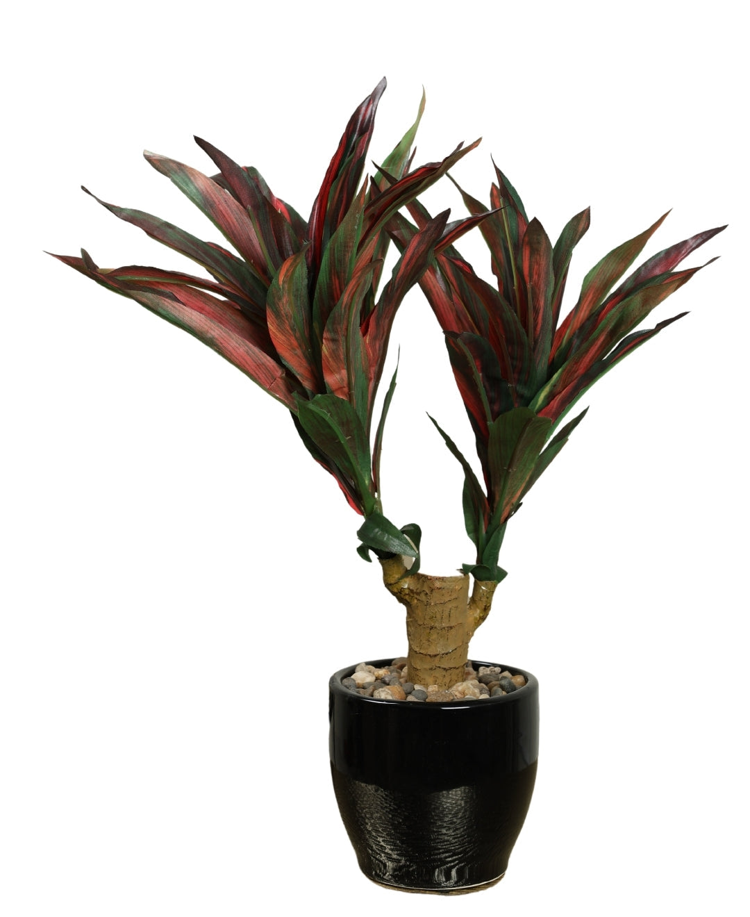 Regal Yucca Bonsai A Bold Statement In A Compact Size
