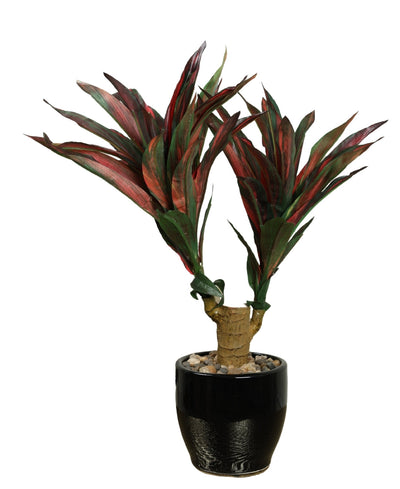 Regal Yucca Bonsai A Bold Statement In A Compact Size
