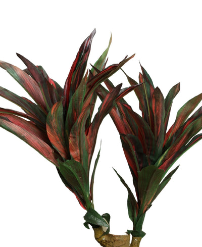Regal Yucca Bonsai A Bold Statement In A Compact Size