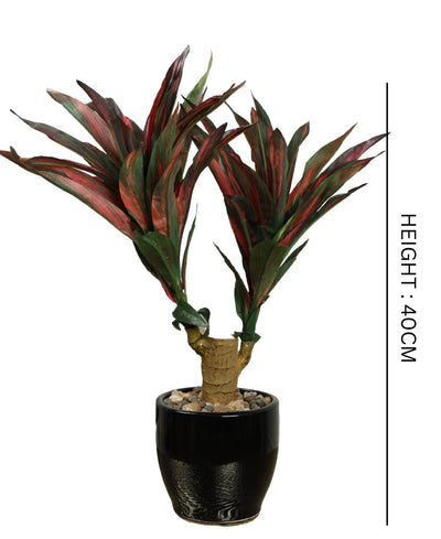 Regal Yucca Bonsai A Bold Statement In A Compact Size
