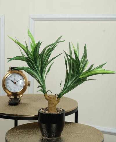 Regal Yucca Bonsai A Bold Statement In A Compact Size