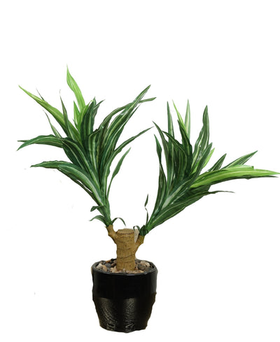 Regal Yucca Bonsai A Bold Statement In A Compact Size