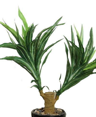 Regal Yucca Bonsai A Bold Statement In A Compact Size