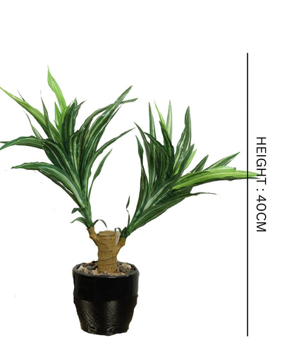 Regal Yucca Bonsai A Bold Statement In A Compact Size
