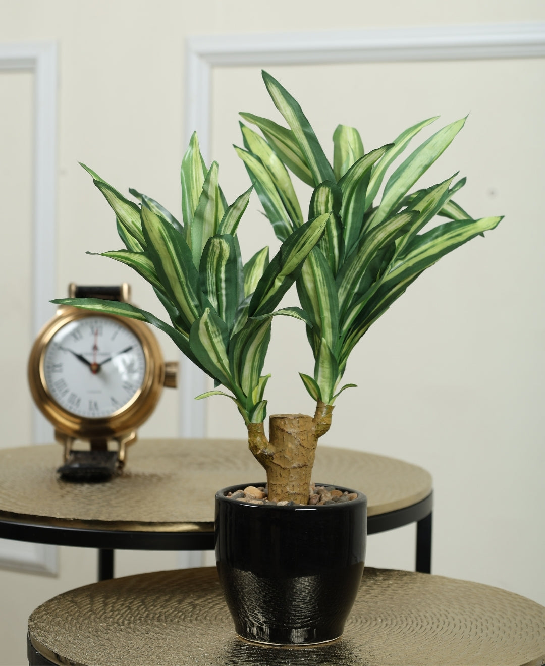 Regal Yucca Bonsai A Bold Statement In A Compact Size