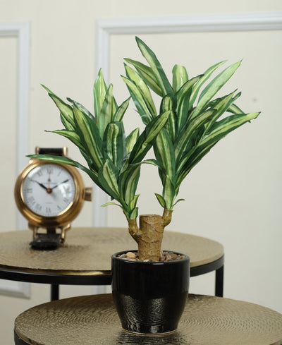 Regal Yucca Bonsai A Bold Statement In A Compact Size