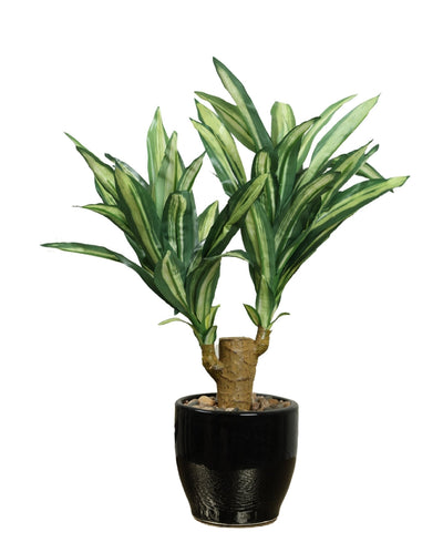 Regal Yucca Bonsai A Bold Statement In A Compact Size