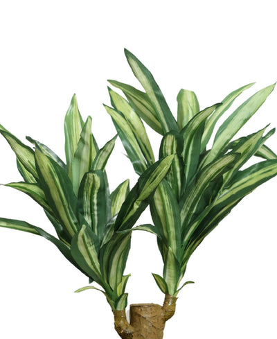 Regal Yucca Bonsai A Bold Statement In A Compact Size