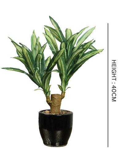 Regal Yucca Bonsai A Bold Statement In A Compact Size