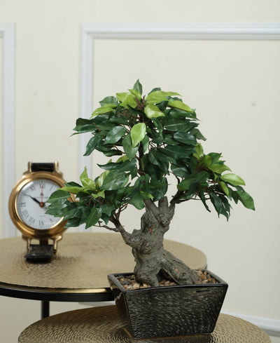The Artful Bonsai Tree Elegant Greenery For Any Space