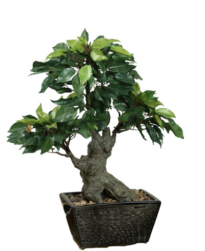 The Artful Bonsai Tree Elegant Greenery For Any Space