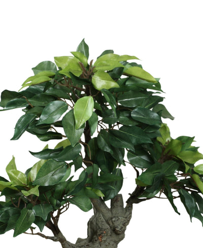The Artful Bonsai Tree Elegant Greenery For Any Space