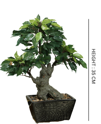 The Artful Bonsai Tree Elegant Greenery For Any Space