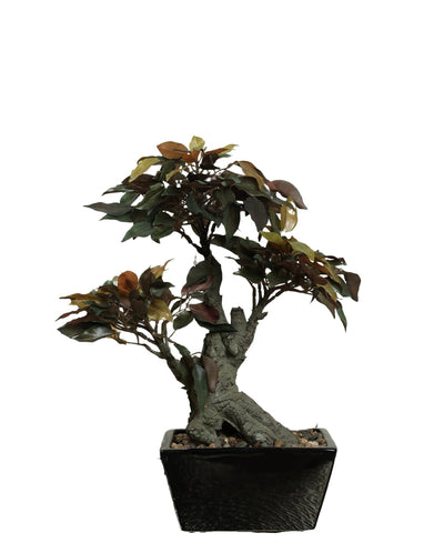 The Artful Bonsai Tree Elegant Greenery For Any Space