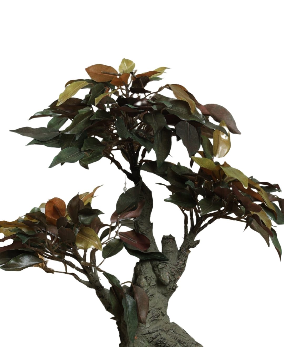The Artful Bonsai Tree Elegant Greenery For Any Space