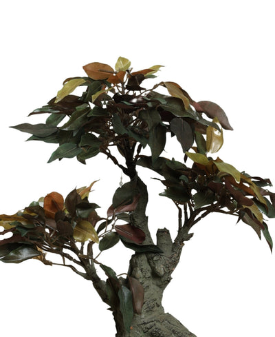 The Artful Bonsai Tree Elegant Greenery For Any Space