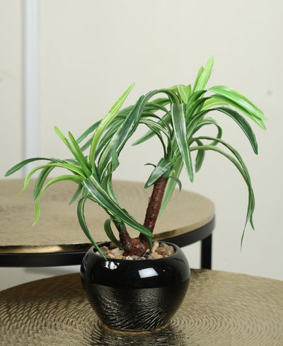 Minimalist Tree-Like Bonsai In Ceramic Pot