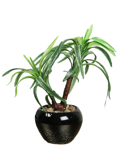 Minimalist Tree-Like Bonsai In Ceramic Pot