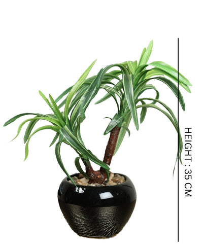 Minimalist Tree-Like Bonsai In Ceramic Pot