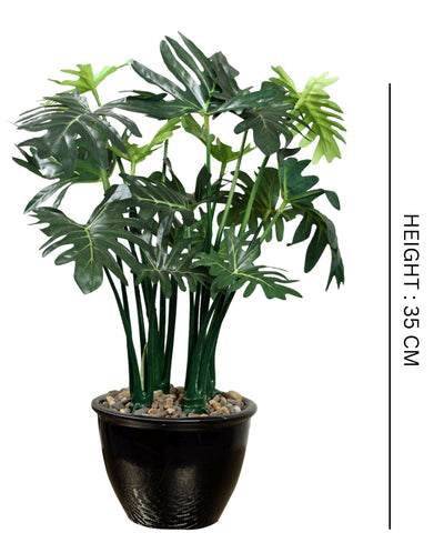 Beautifully Crafted Bonsai In A Black Ceramic Pot