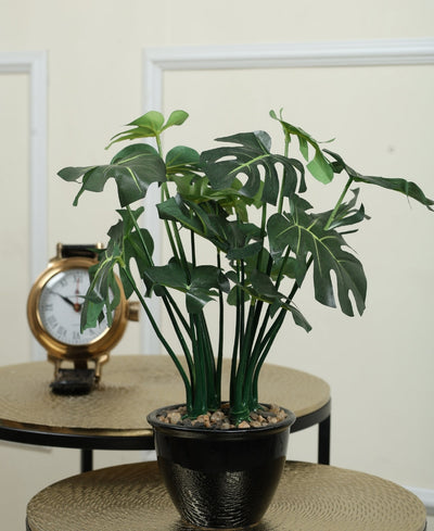 Beautifully Crafted Bonsai In A Black Ceramic Pot