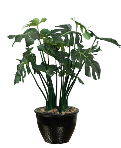 Beautifully Crafted Bonsai In A Black Ceramic Pot