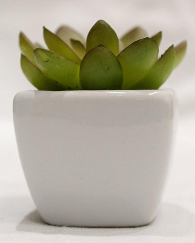 Artificial Green Succulent Bonsai with Ceramic Pot Pack of 2 (5 cm X 5 cm X 8 cm - Artificial Flowers & Plants - PolliNation