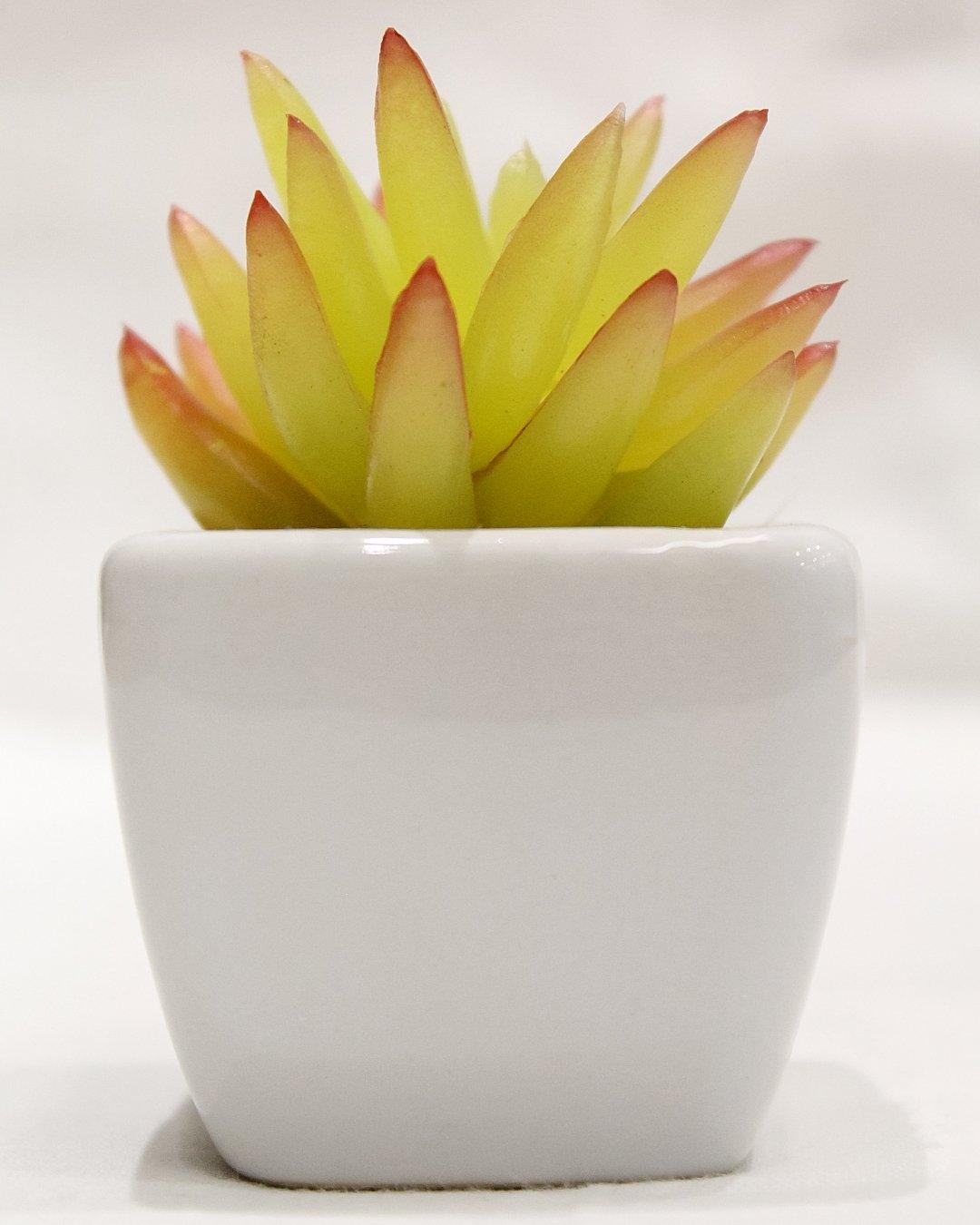 Artificial  Dark-Green Succulent Bonsai with Ceramic Pot Pack of 2 (5 cm X 5 cm X 8 cm) - Artificial Flowers & Plants - PolliNation