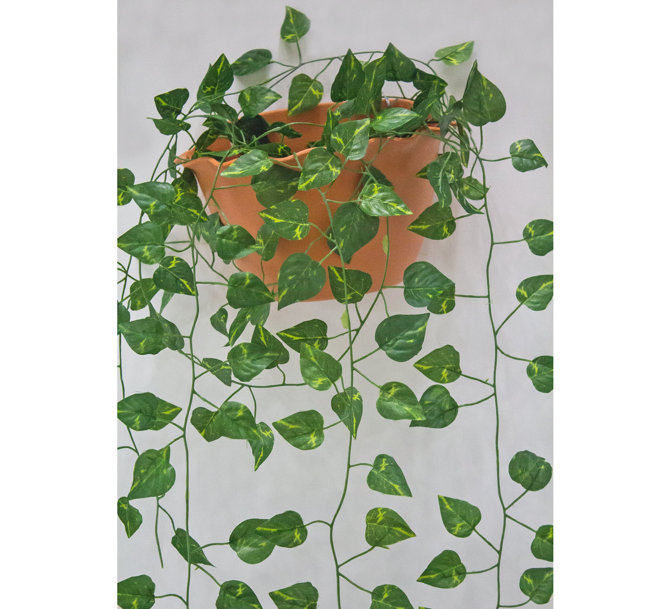 PolliNation Stunning Begonia Artificial Creeper for Home Decoration, Balcony (Pack of 3 Strings, 6 feet), Small Leaves