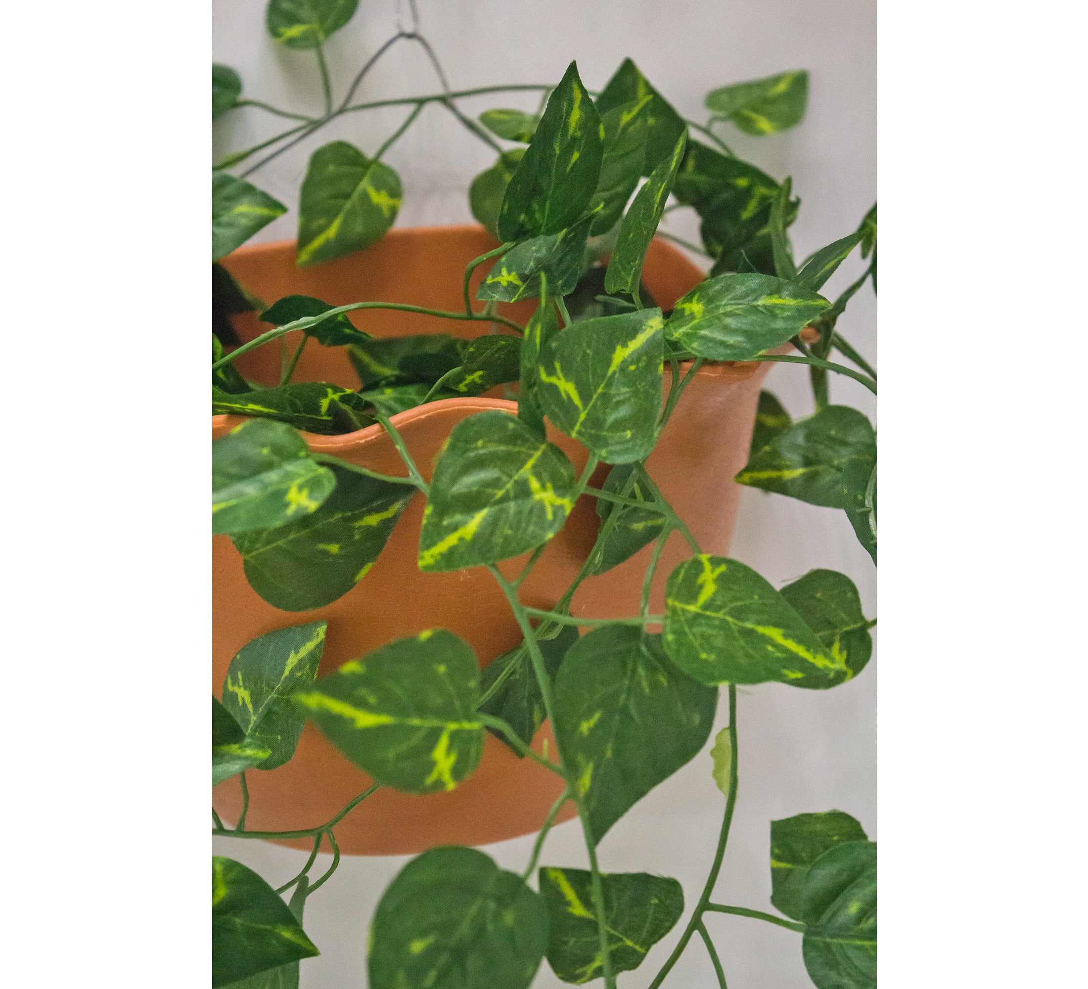 PolliNation Stunning Begonia Artificial Creeper for Home Decoration, Balcony (Pack of 3 Strings, 6 feet), Small Leaves