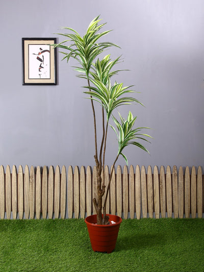 Pollination Decorative Artificial Dracaena Plant Without Pot (Pack of 1)