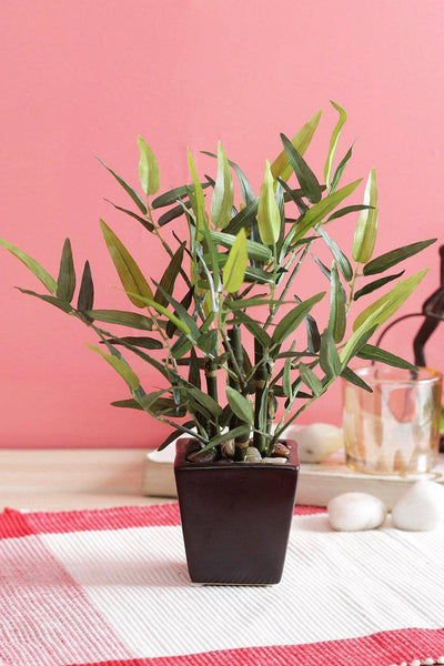 PolliNation Artificial Lucky Bamboo Bonsai flower Plant with Ceramic Pot for Home (Pack of 1)