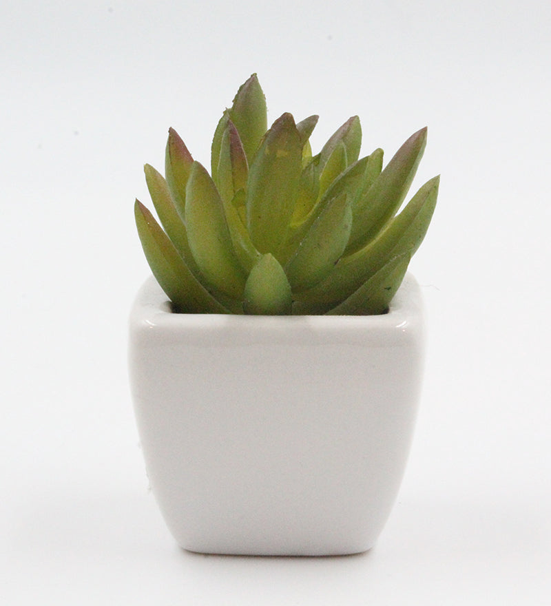 The Royal Succulent in White Ceramic Pot
