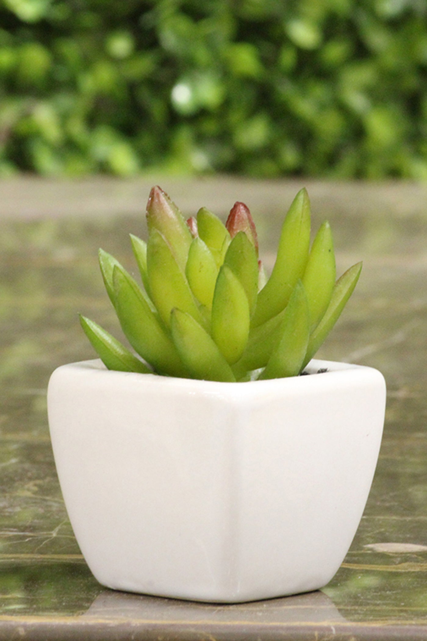 Artificial  Dark-Green Succulent Bonsai flower plant with Ceramic Pot Pack of 2